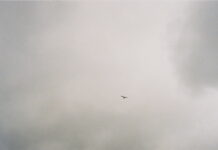 Trope skaber subtropisk kølighed med ny single