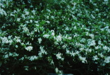 Nyt album fra Martin Lind er en film