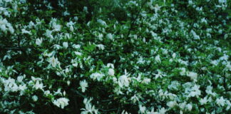 Nyt album fra Martin Lind er en film