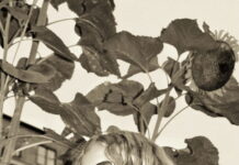 Mercedess udgiver cool pophymne og annoncerer debutalbum